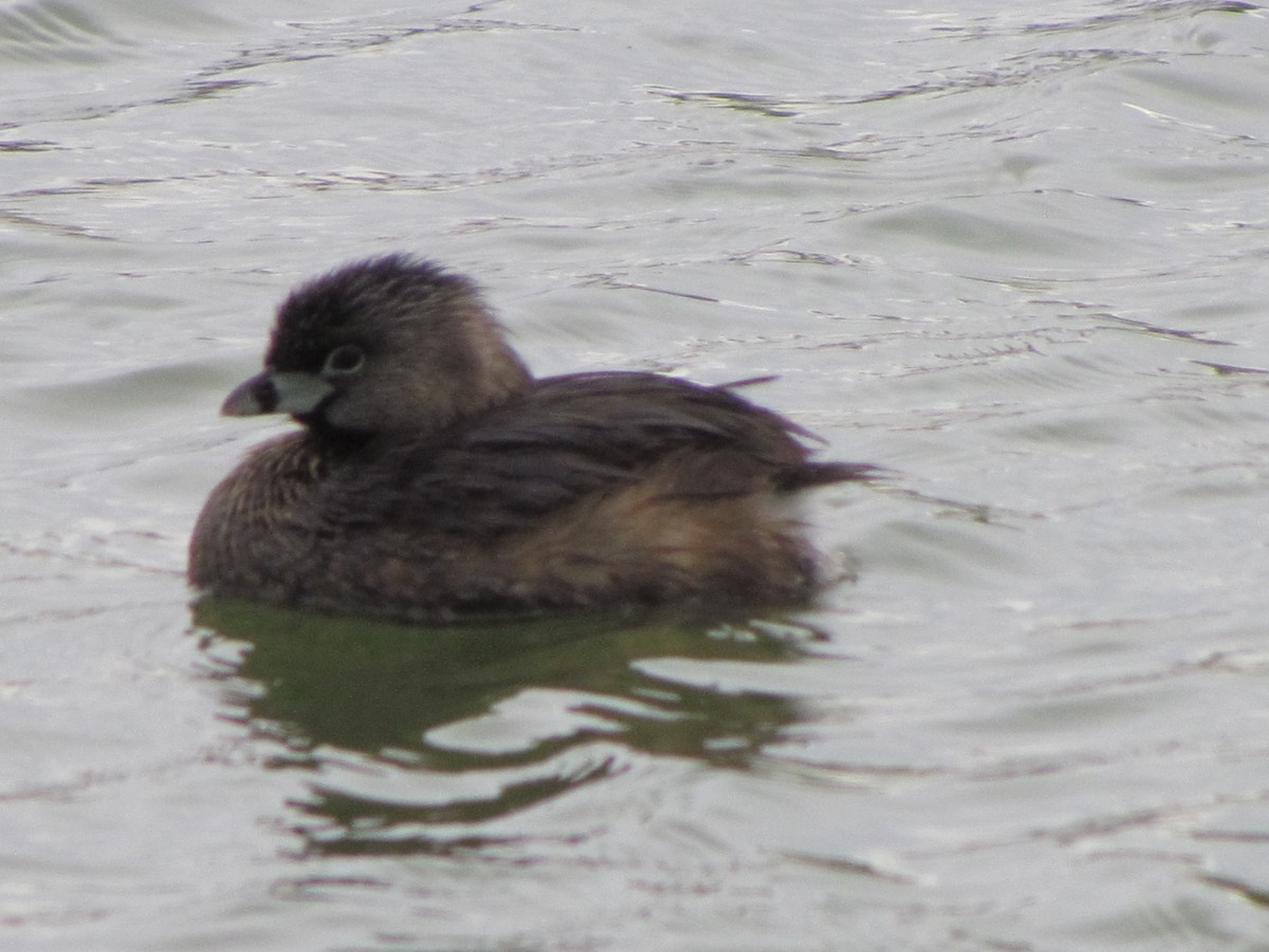 Pied-billed Grebe - ML616530925