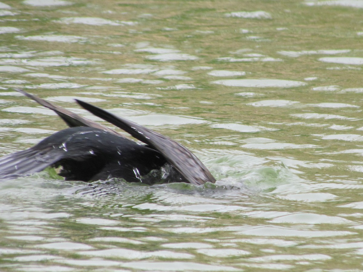 kormorán ušatý - ML616530928