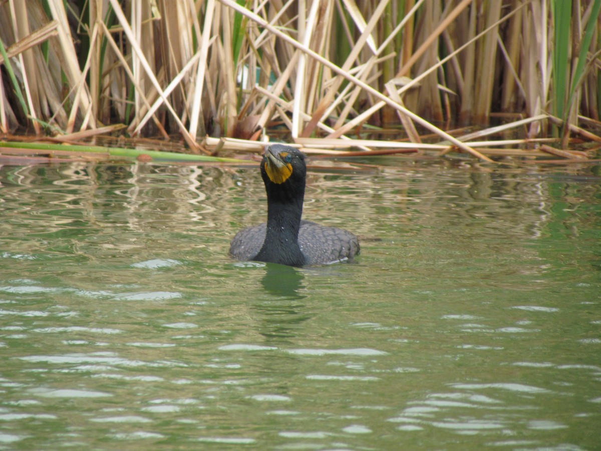 kormorán ušatý - ML616530929