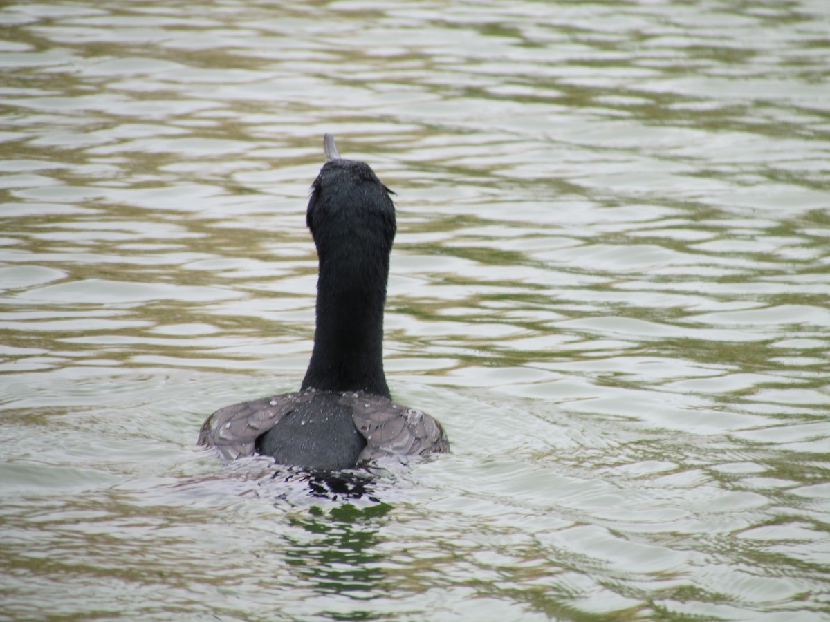 kormorán ušatý - ML616530930