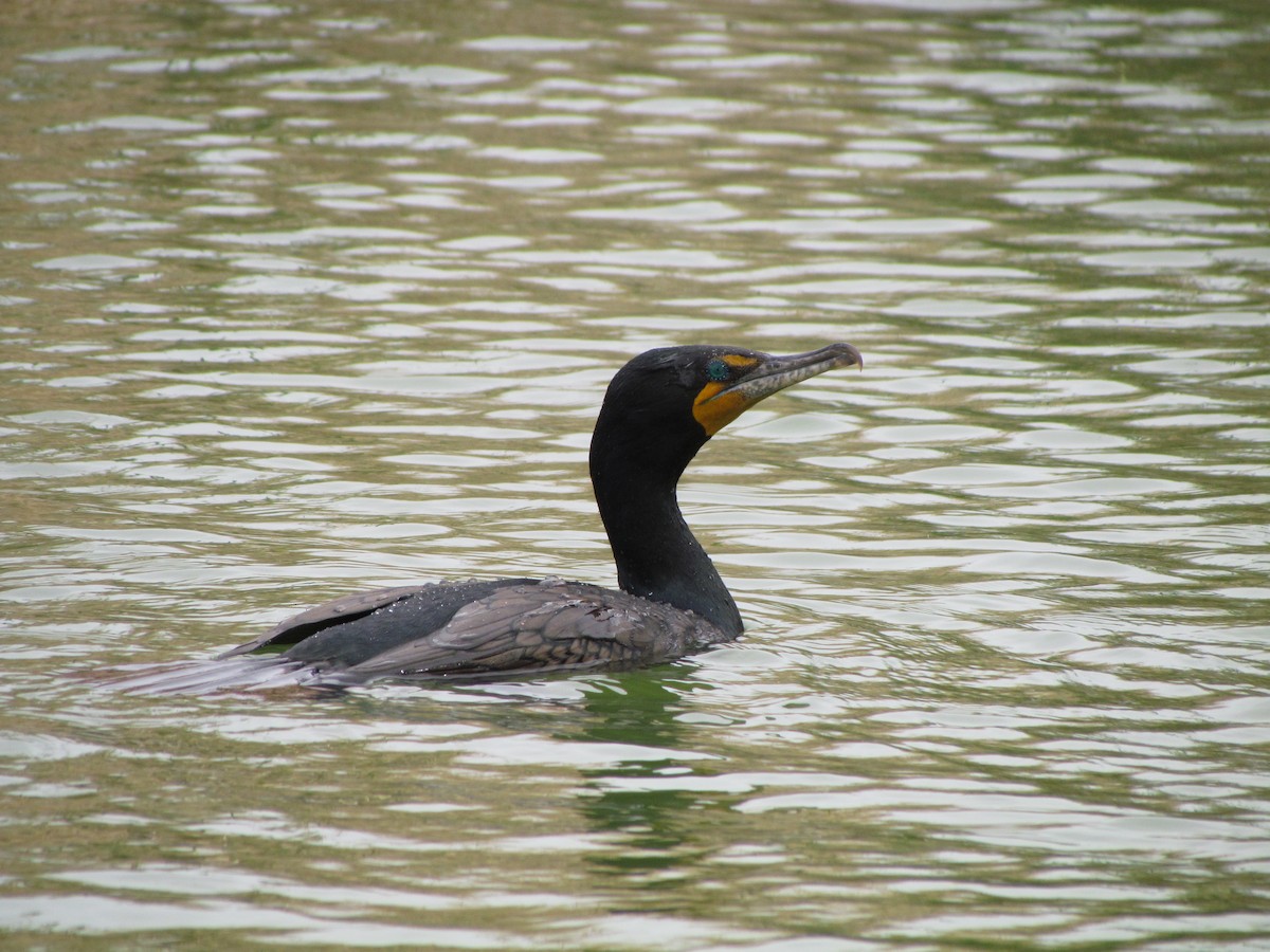 kormorán ušatý - ML616530931