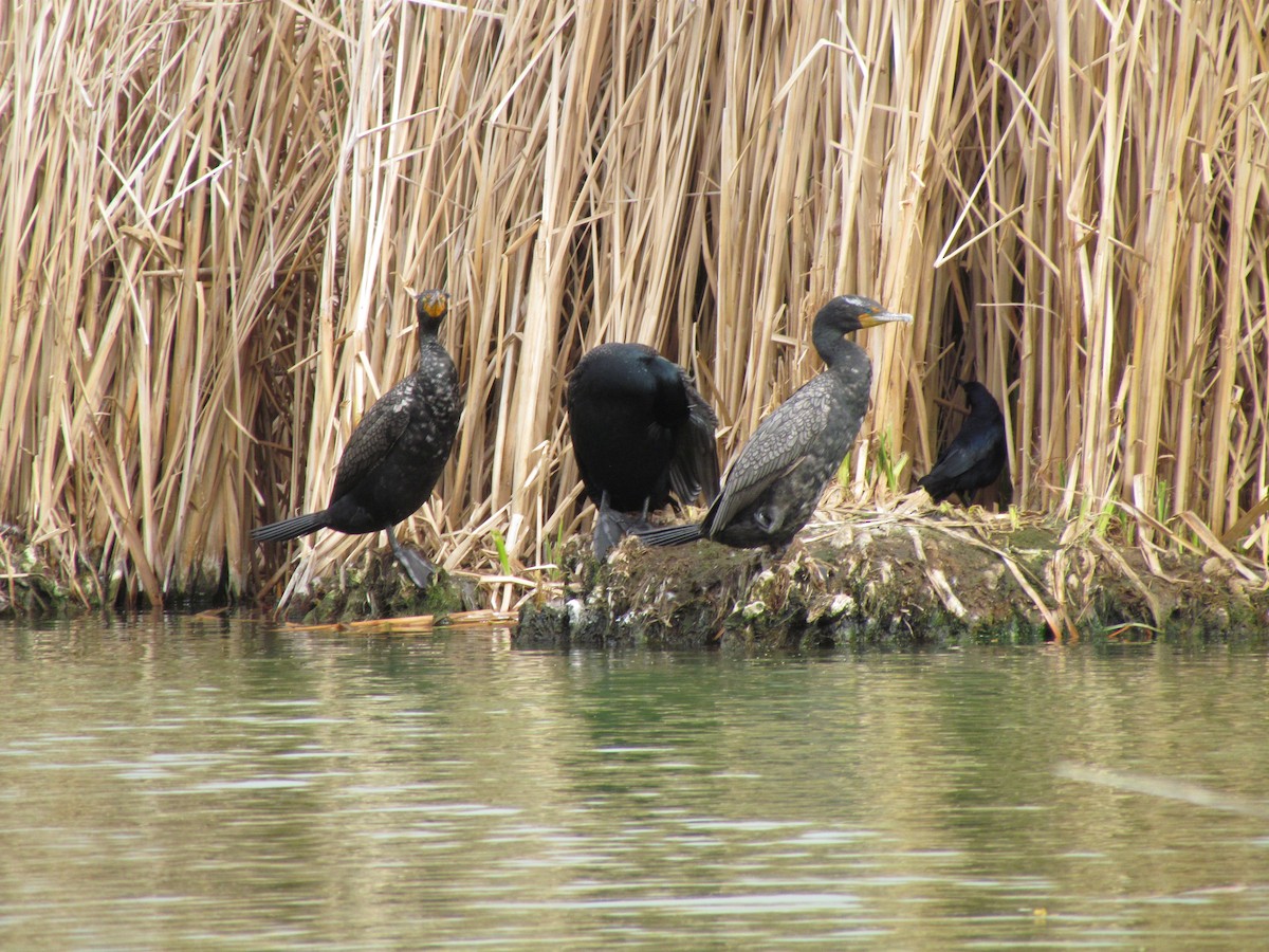 kormorán ušatý - ML616530932