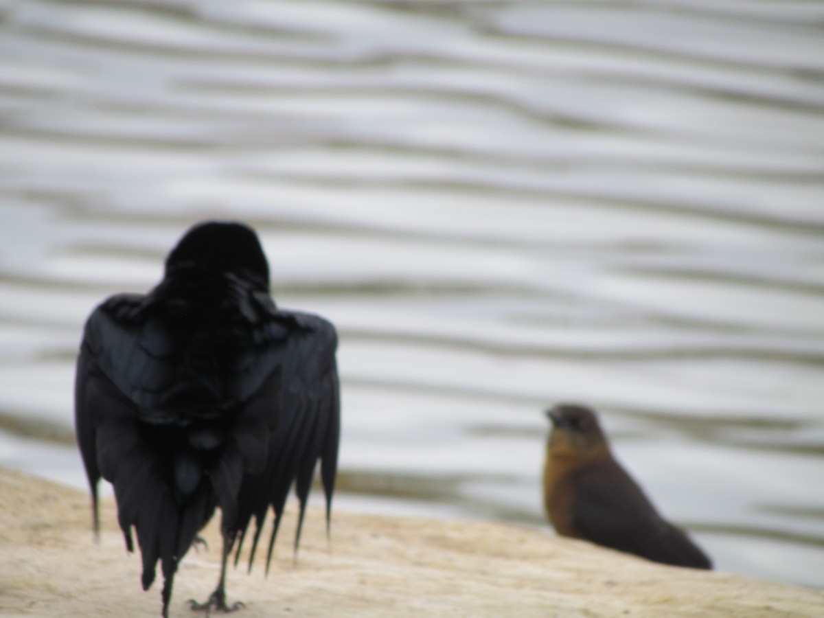 vlhovec velkoocasý - ML616530946