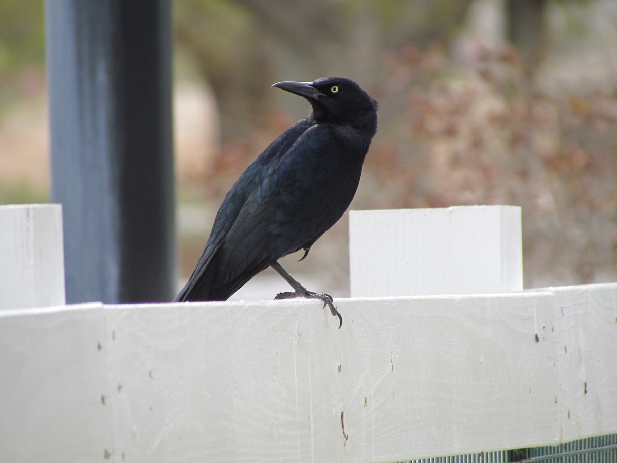 vlhovec velkoocasý - ML616530947