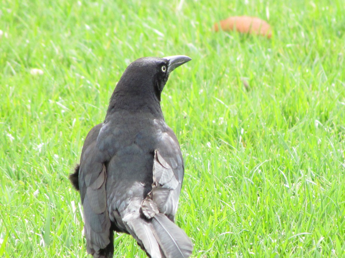 vlhovec velkoocasý - ML616530948