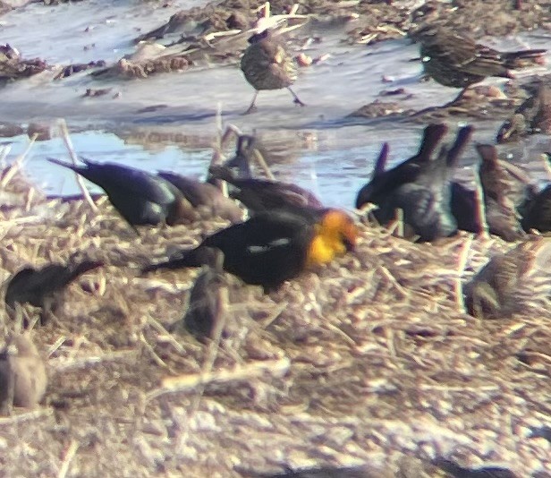 Yellow-headed Blackbird - ML616530951