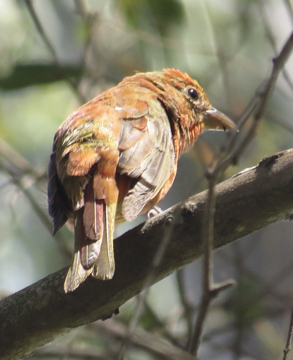 Summer Tanager - Thomas Wurster