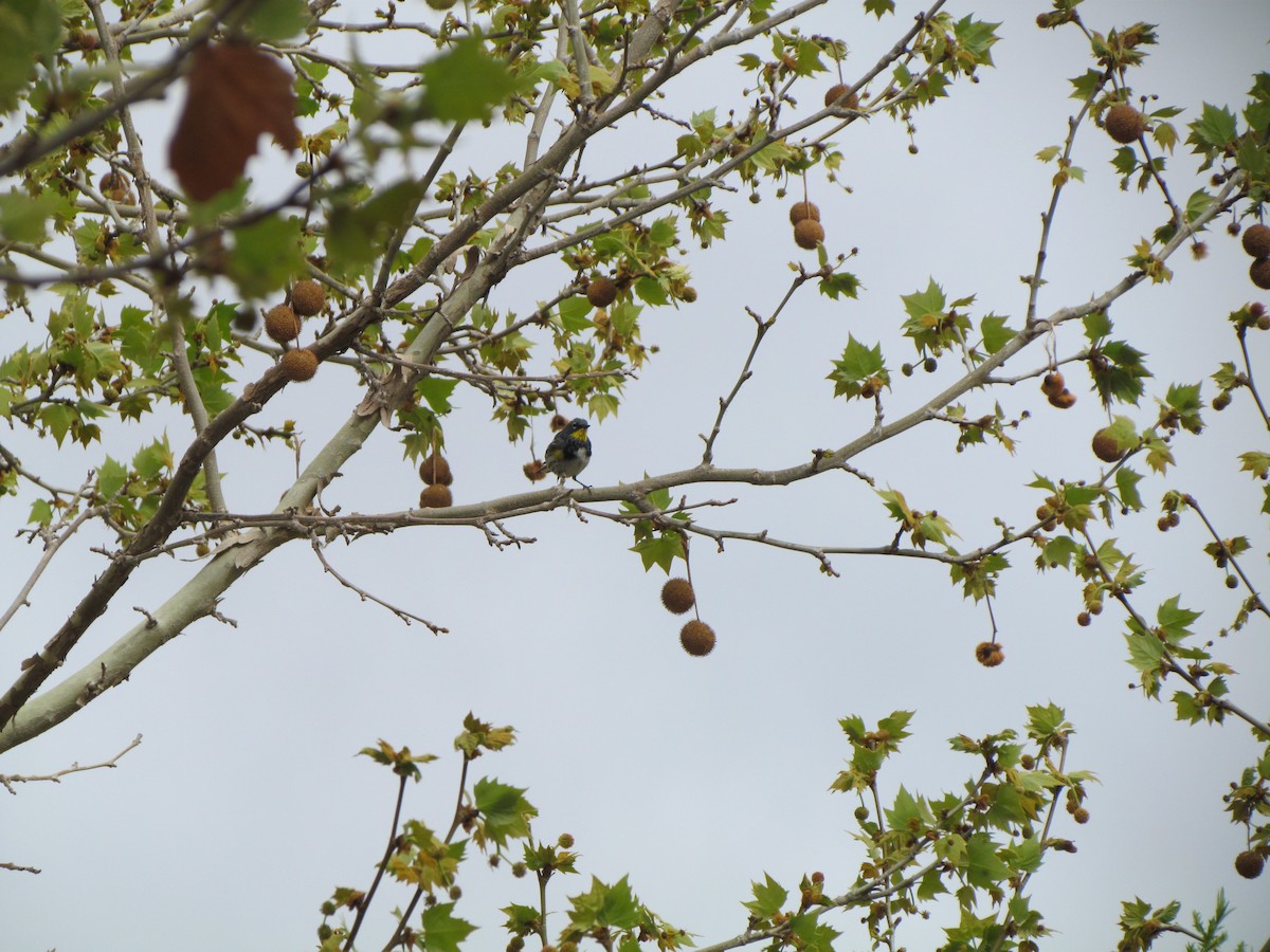 lesňáček žlutoskvrnný - ML616530955