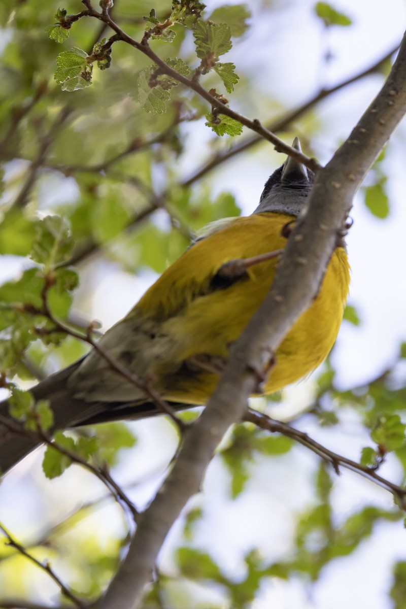 Patagonian Sierra Finch - Mouser Williams