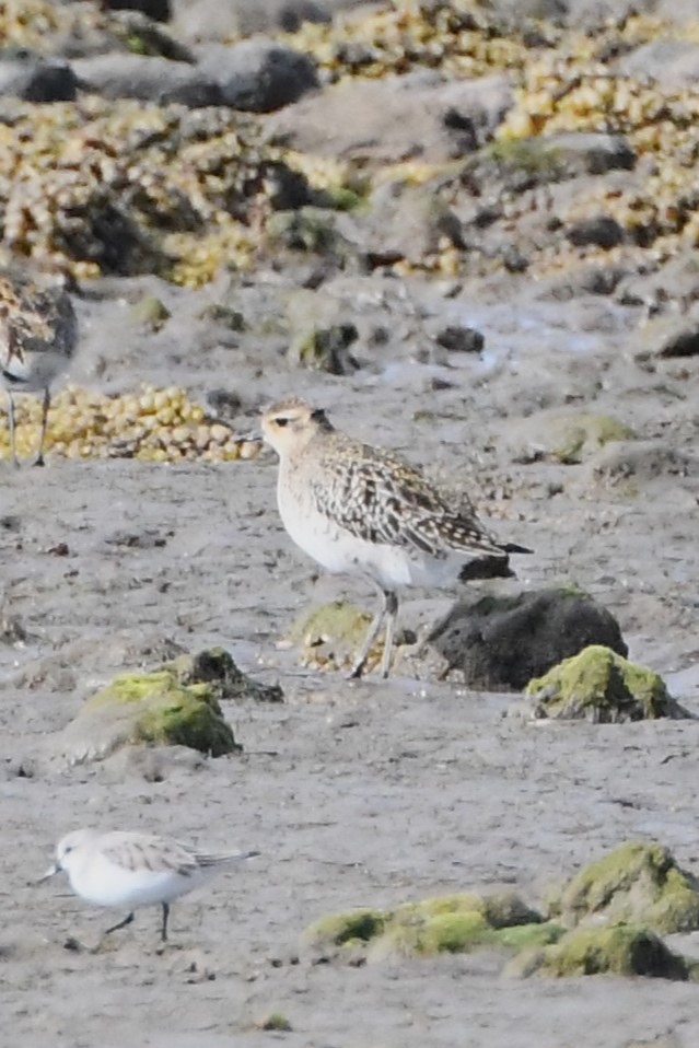 Pacific Golden-Plover - Michael Louey