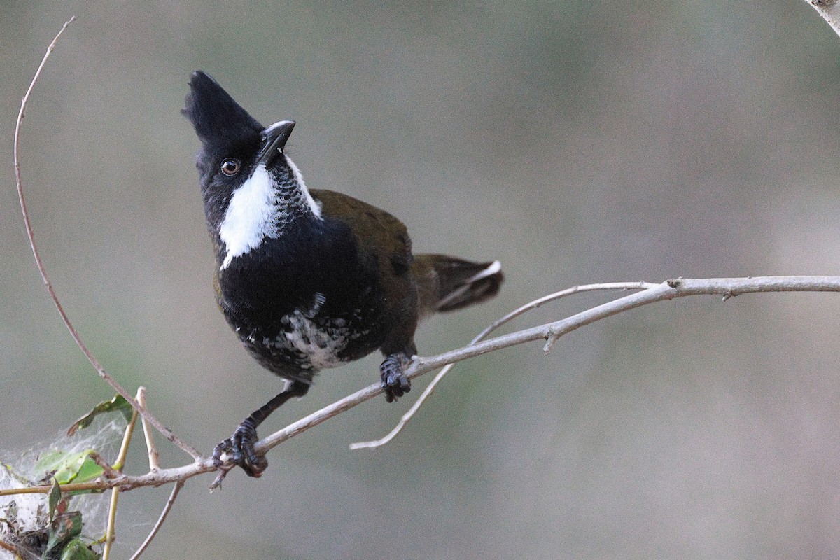 Eastern Whipbird - ML616531161