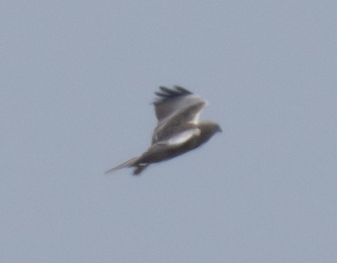 Western Marsh Harrier - sreekanth c