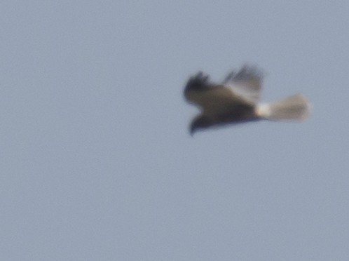 Western Marsh Harrier - sreekanth c