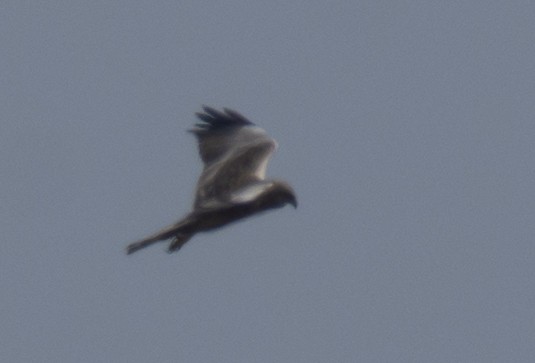 Western Marsh Harrier - ML616531179