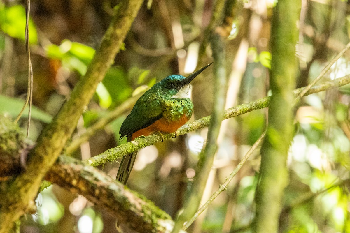 Green-tailed Jacamar - Nige Hartley