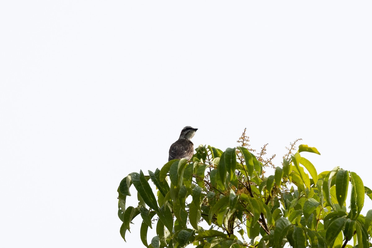 Piratic Flycatcher - Nige Hartley