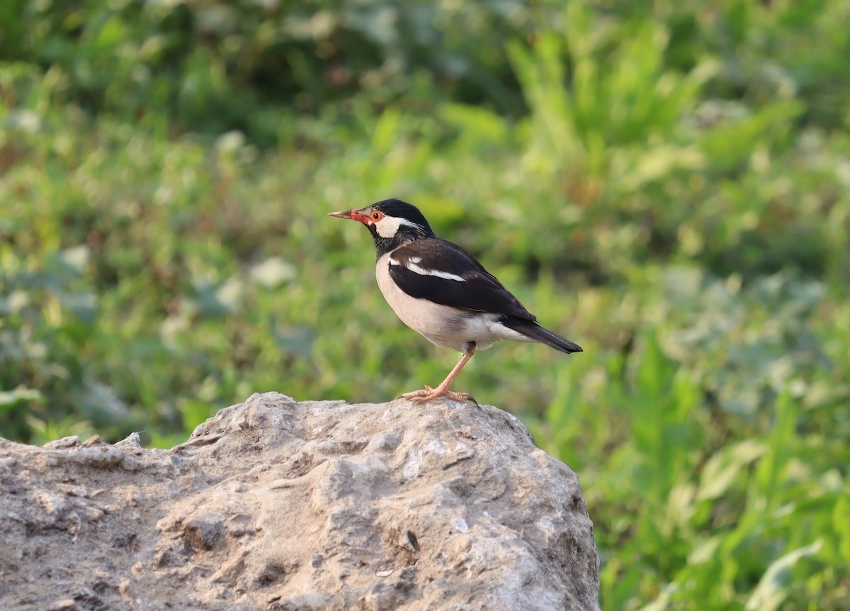 Indian Pied Starling - Pete Shen