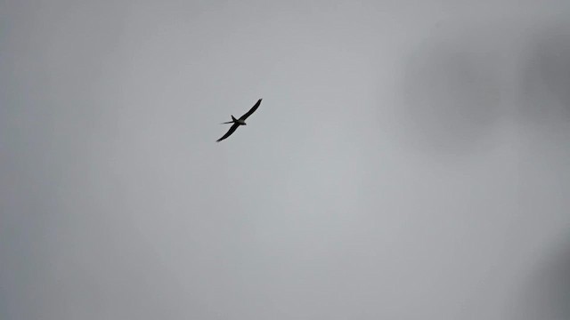 Swallow-tailed Kite - ML616531301