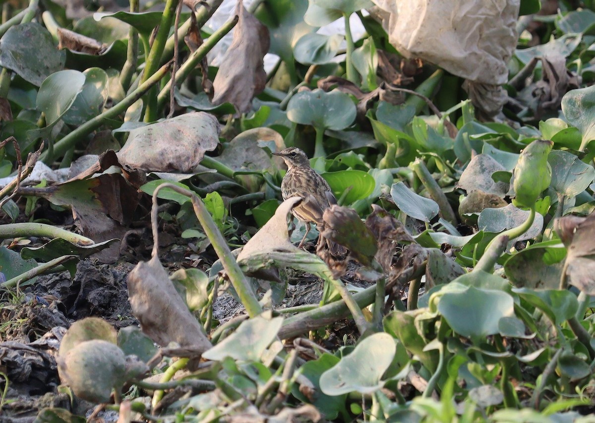 Paddyfield Pipit - Pete Shen