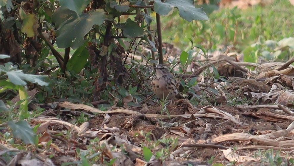 Rosy Pipit - Pete Shen