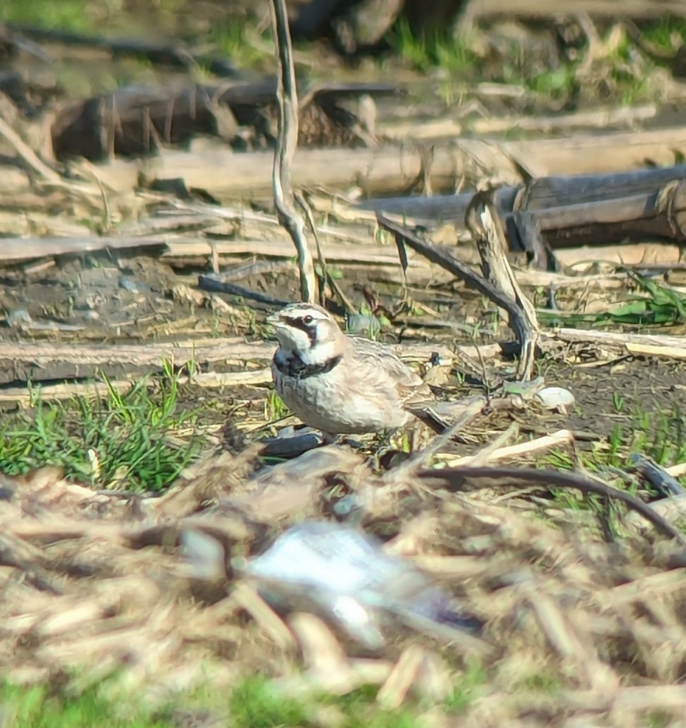 Horned Lark - ML616531324