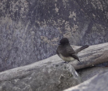 Black Phoebe - ML616531335