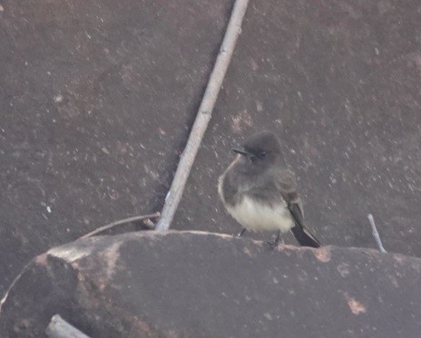 Black x Eastern Phoebe (hybrid) - ML616531345