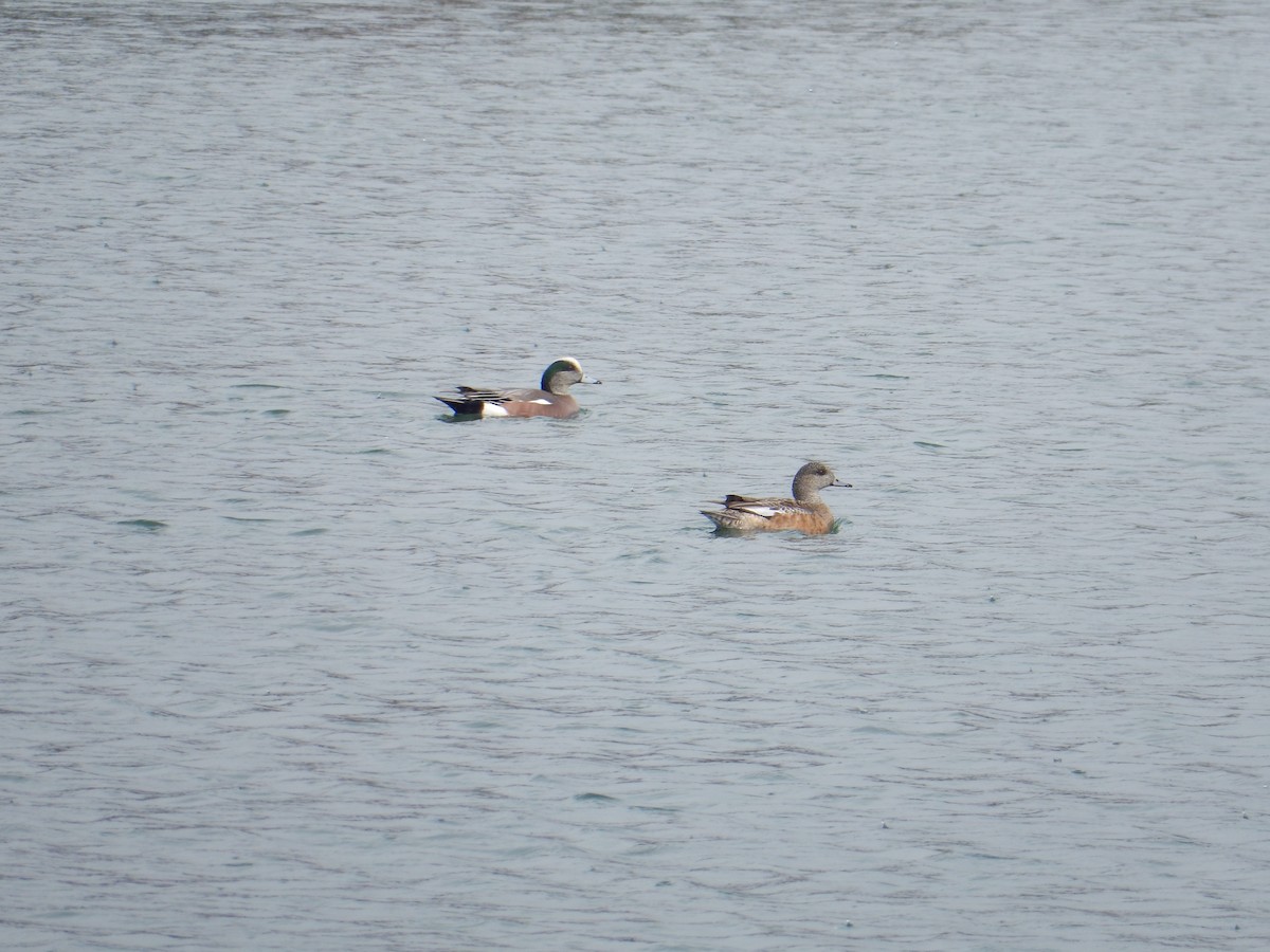 Canard d'Amérique - ML616531352