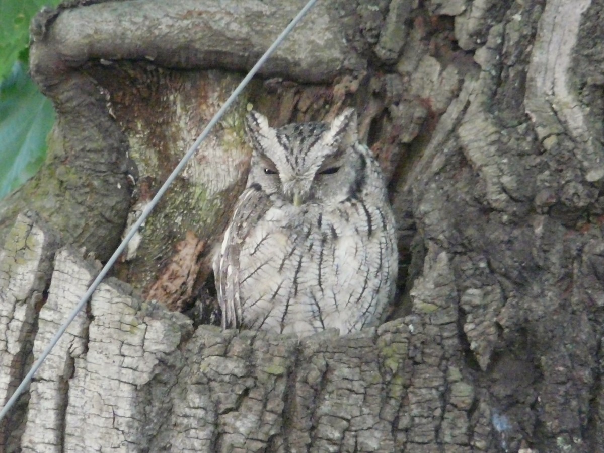 výreček neotropický - ML616531391