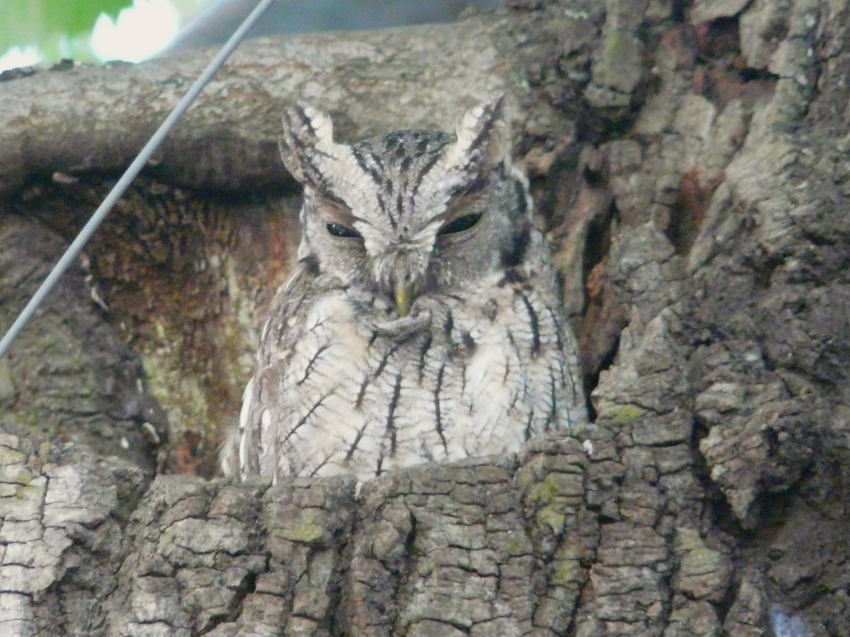 výreček neotropický - ML616531392