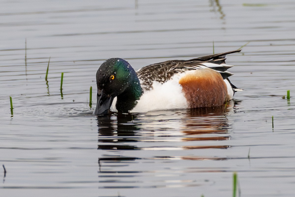 Northern Shoveler - ML616531399