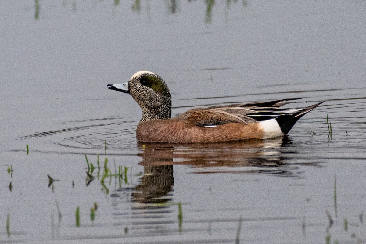 American Wigeon - Peggy Mundy