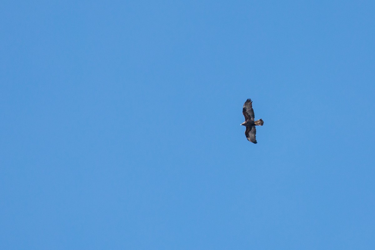 Golden Eagle - Laurent Prévost-Frenette