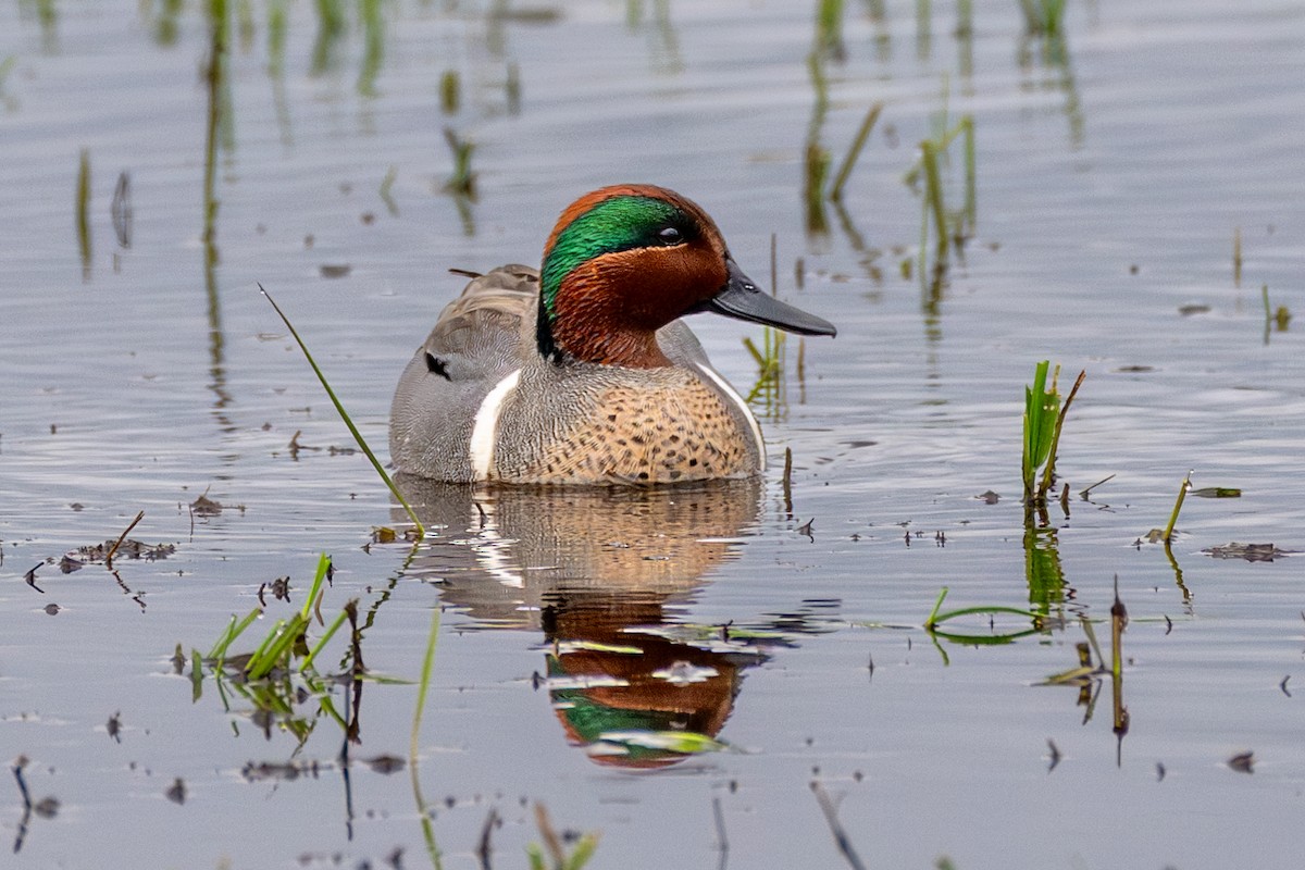 Green-winged Teal - Peggy Mundy