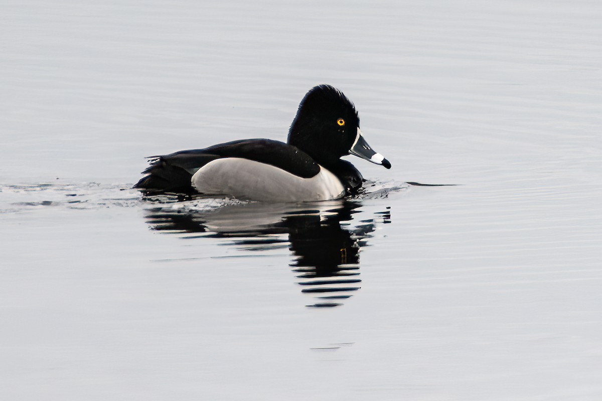 Ring-necked Duck - ML616531448