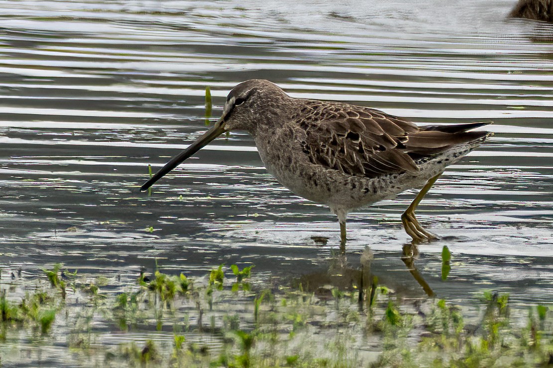 Long-billed Dowitcher - ML616531498