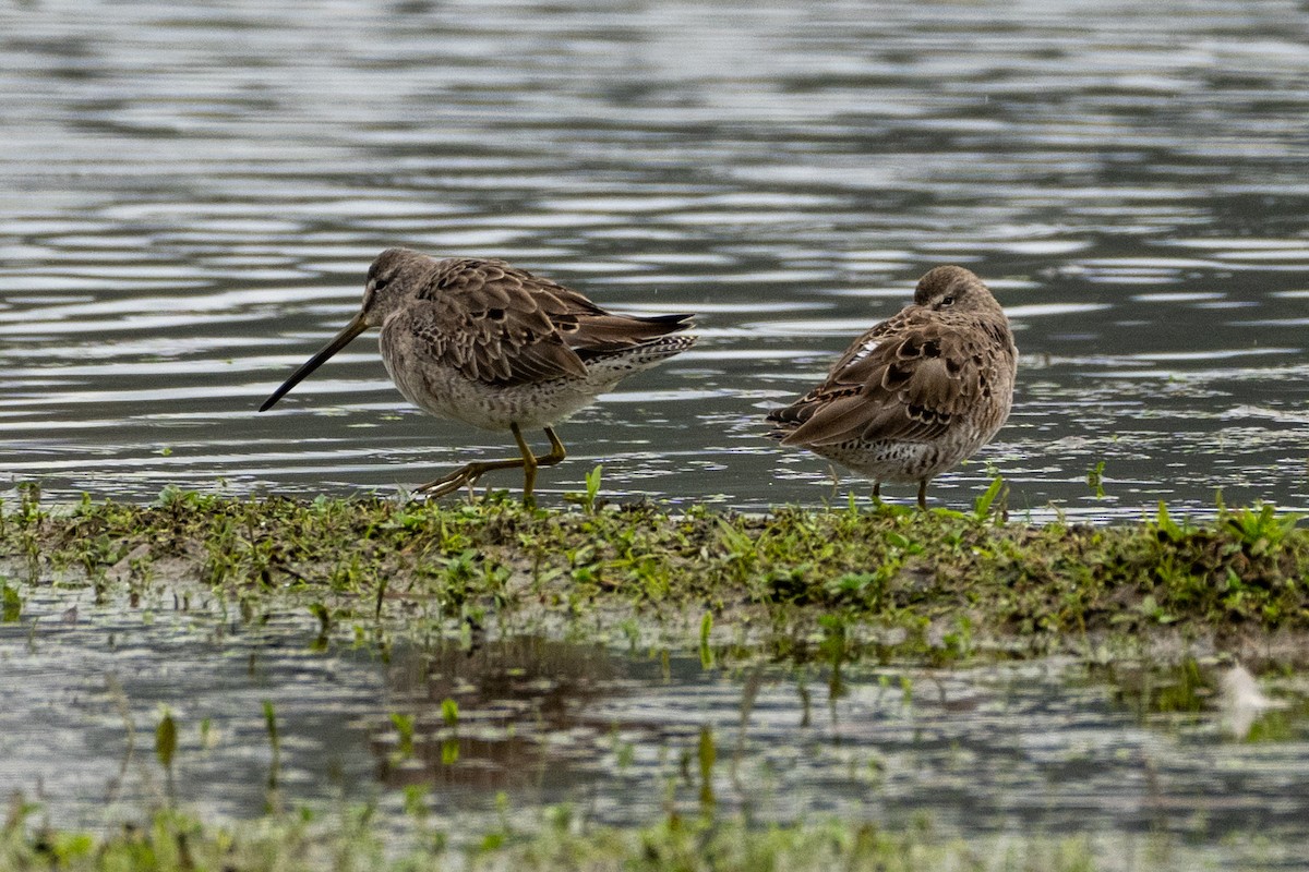 Long-billed Dowitcher - ML616531499