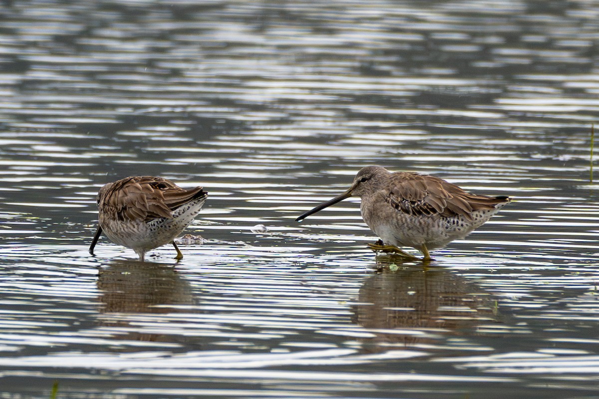 Long-billed Dowitcher - ML616531501