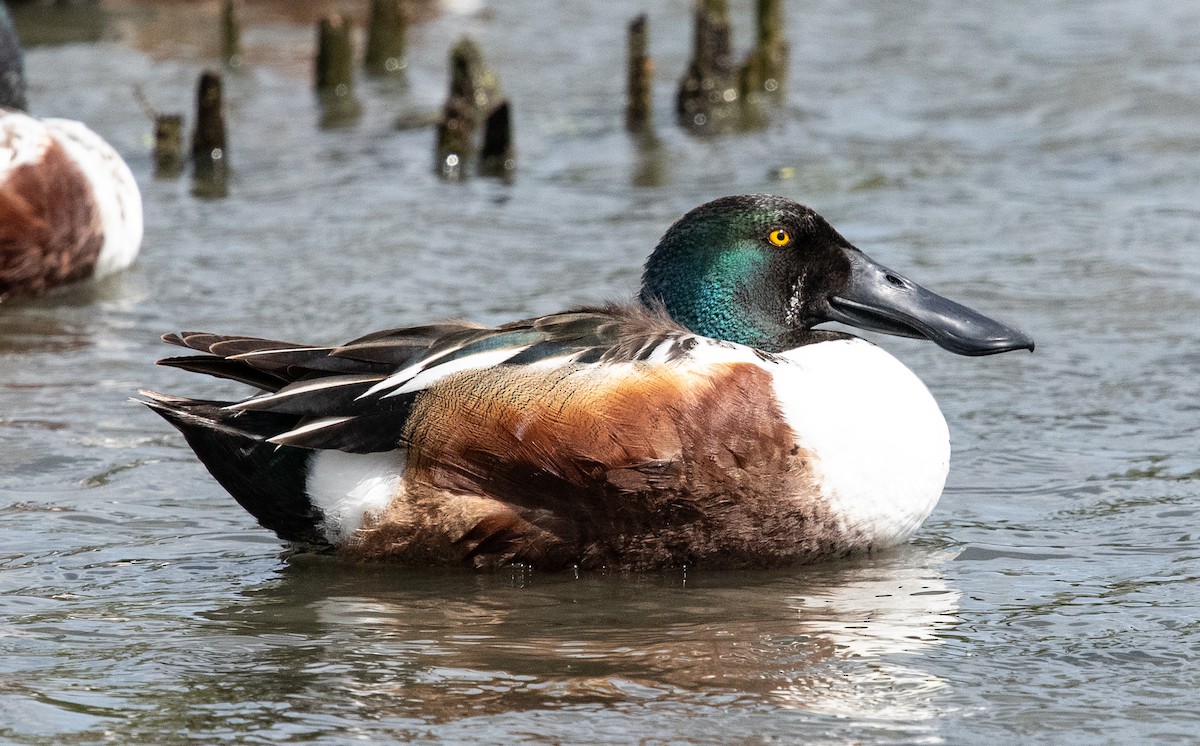 Northern Shoveler - James Cronin