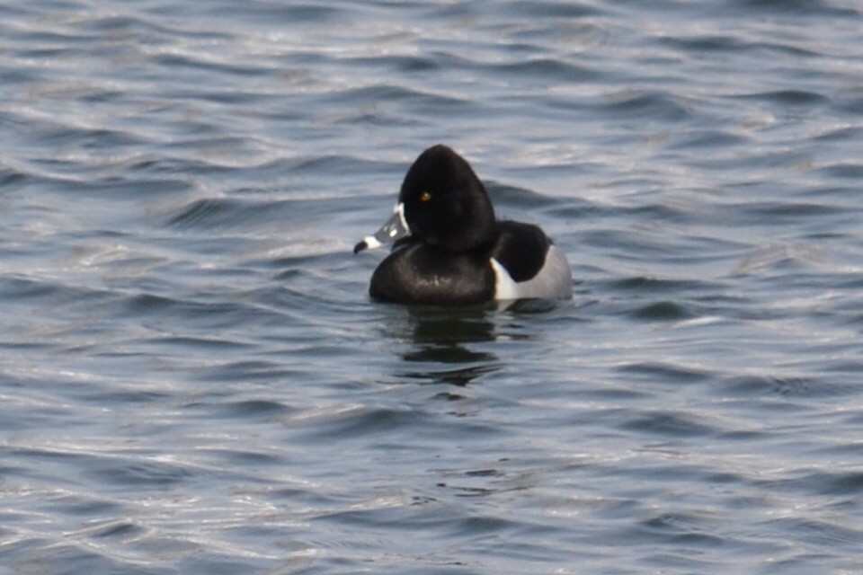 Ring-necked Duck - Rick  Robb