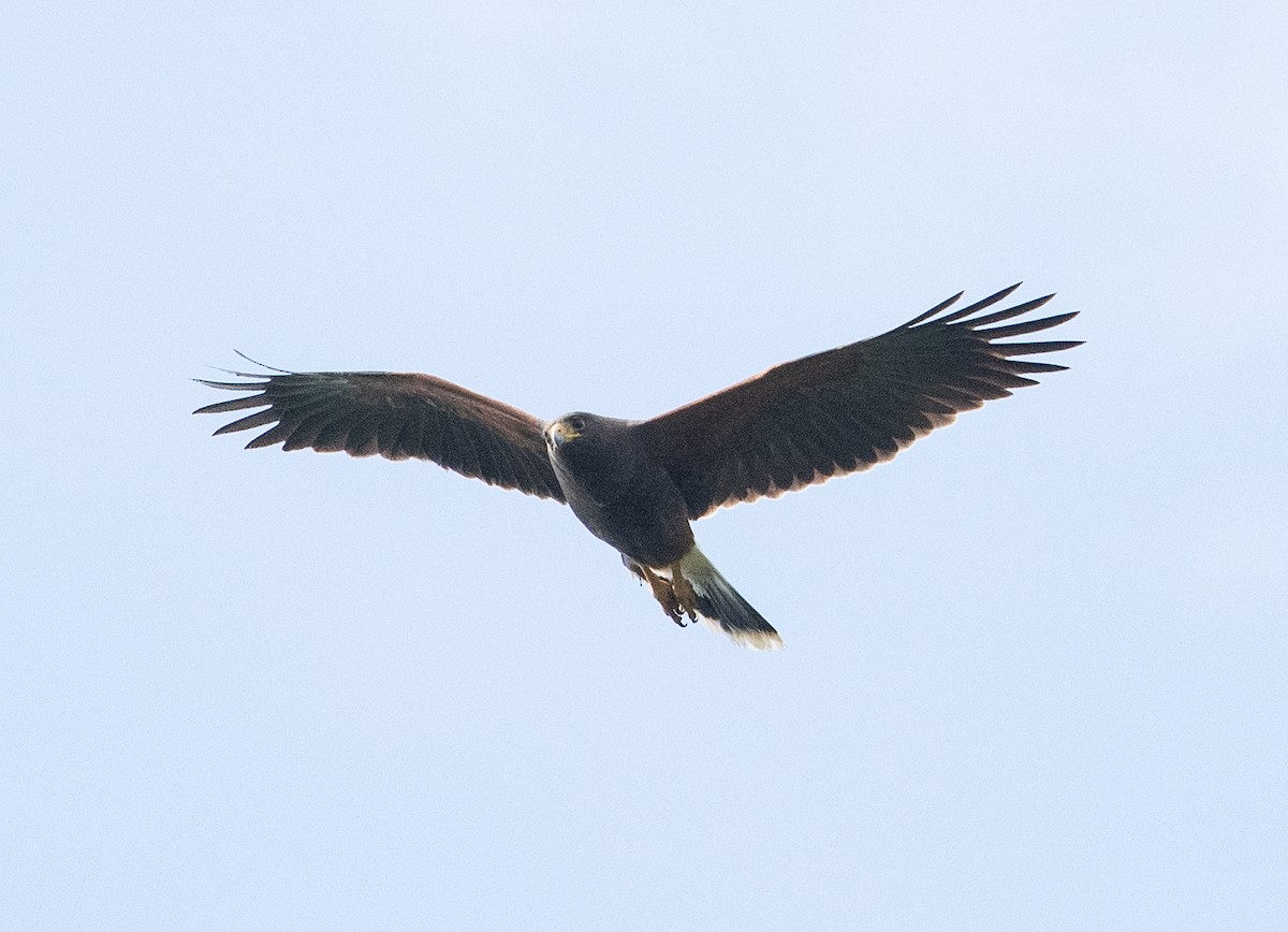 Harris's Hawk - ML616531571