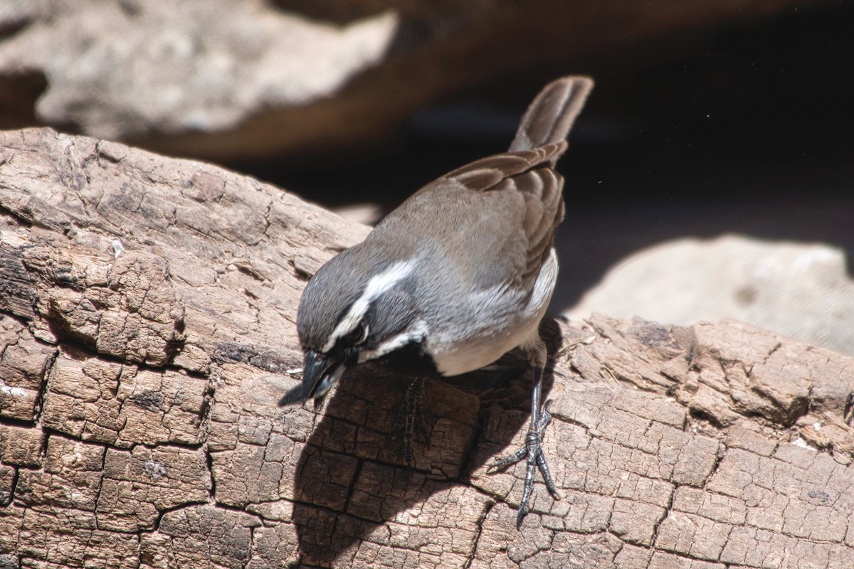 Black-throated Sparrow - ML616531663
