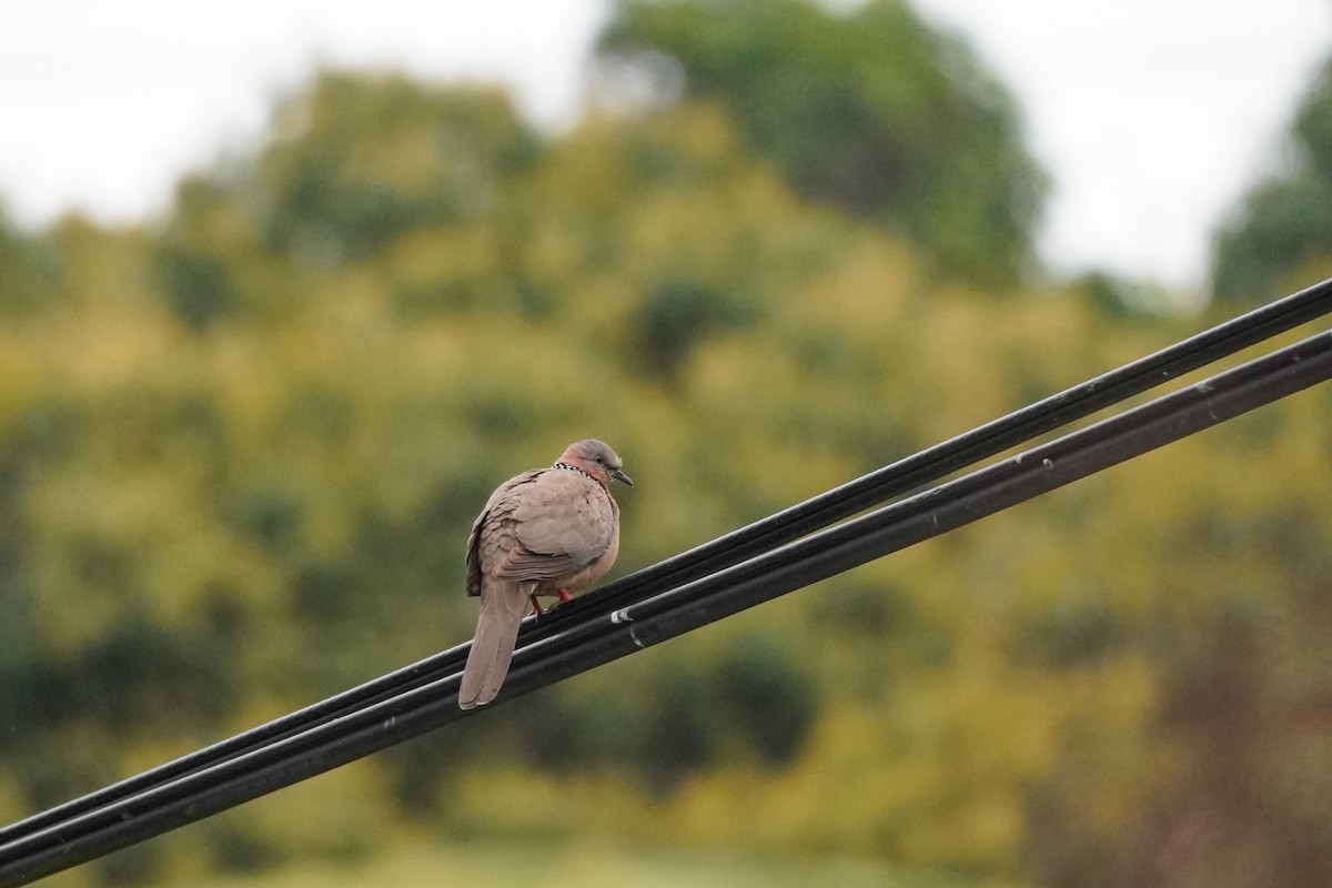 珠頸斑鳩 - ML616531664