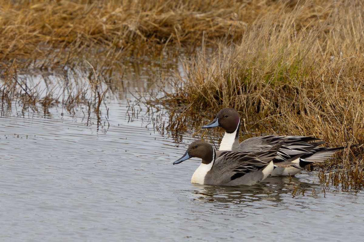Northern Pintail - Jeff Huth