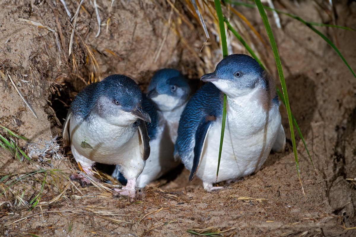 コビトペンギン - ML616531806