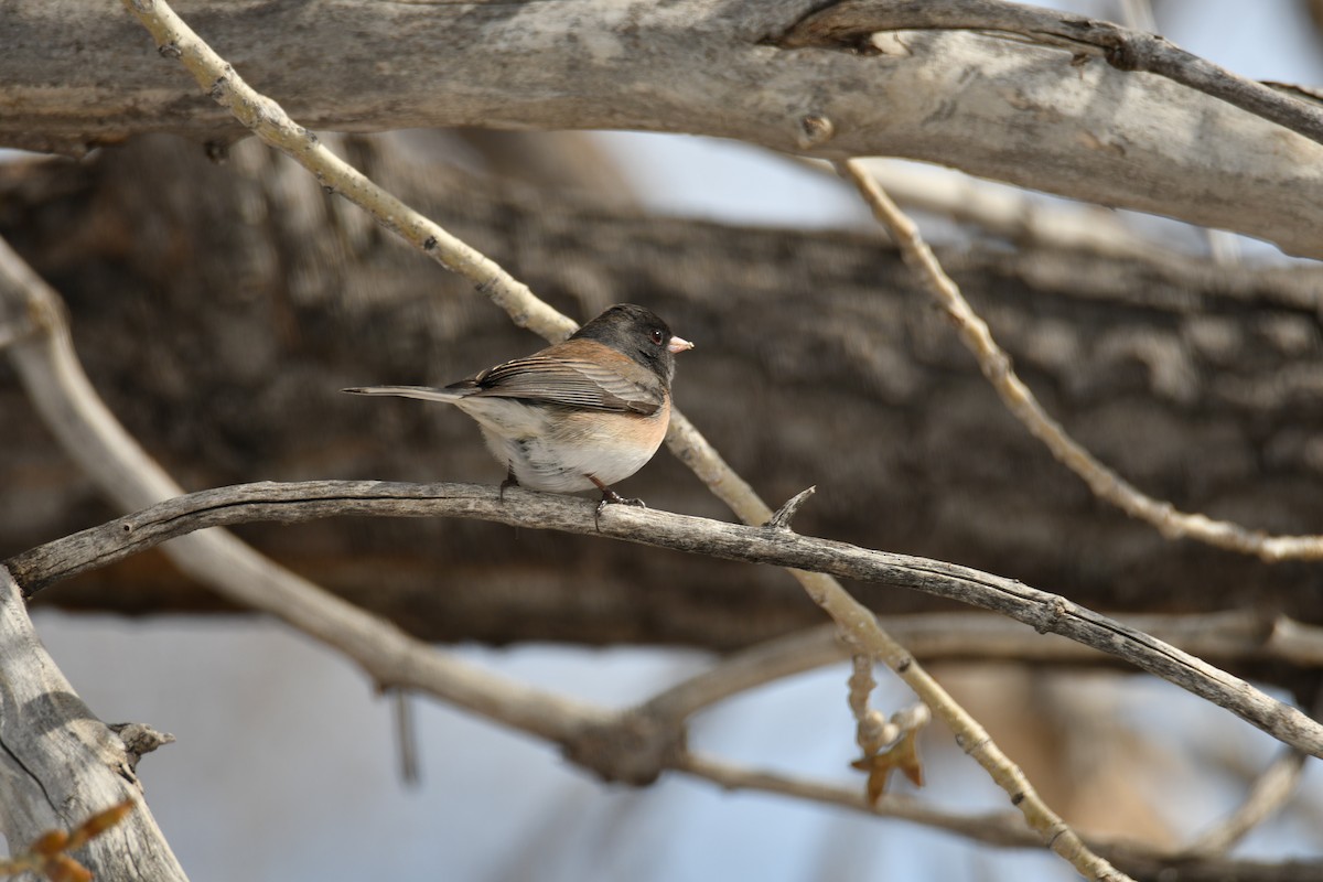 Junco ardoisé (groupe oreganus) - ML616531826