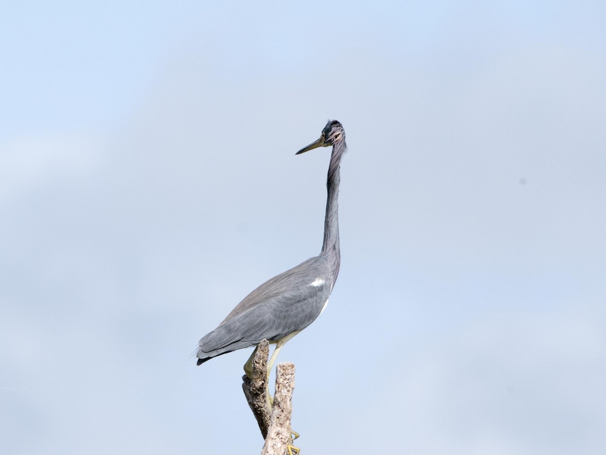 Tricolored Heron - Livia .