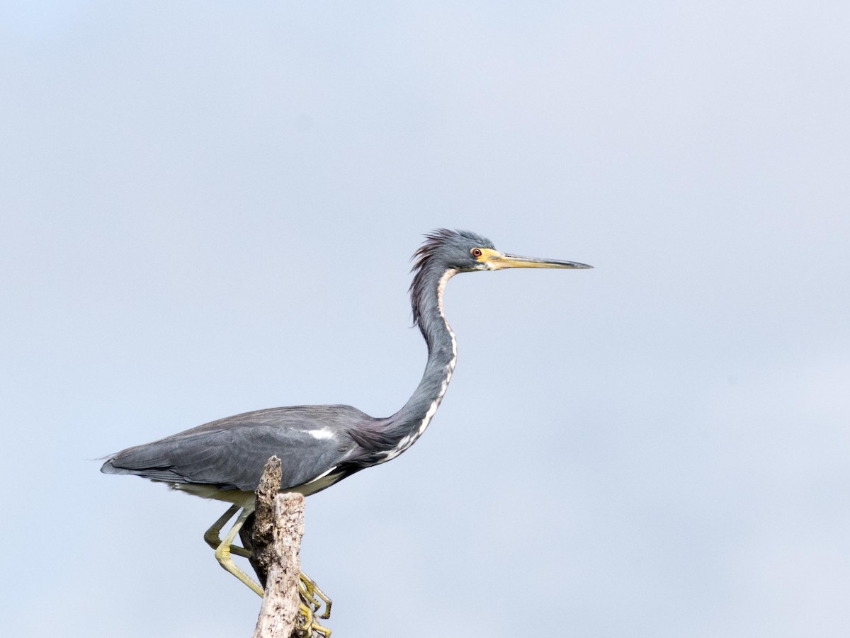 Tricolored Heron - ML616531912