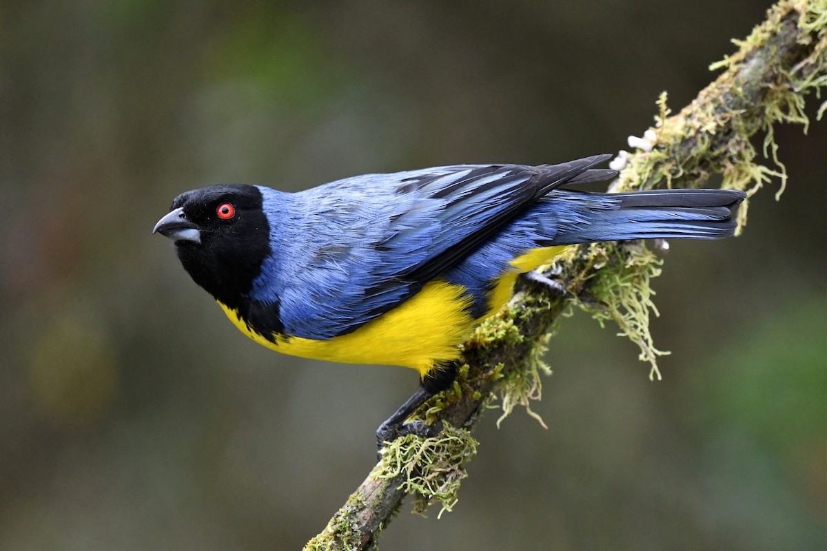 Hooded Mountain Tanager - ML616531928