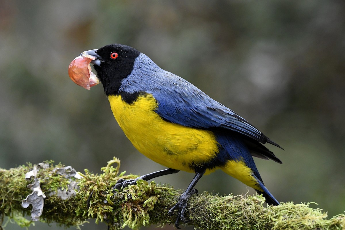 Hooded Mountain Tanager - ML616531929